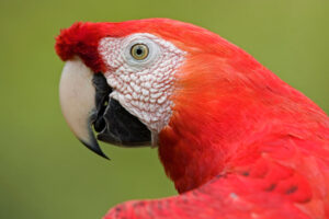 Scarlet Macaw Portrait Amazon672442973